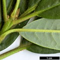 SpeciesSub: subsp. phaedropum